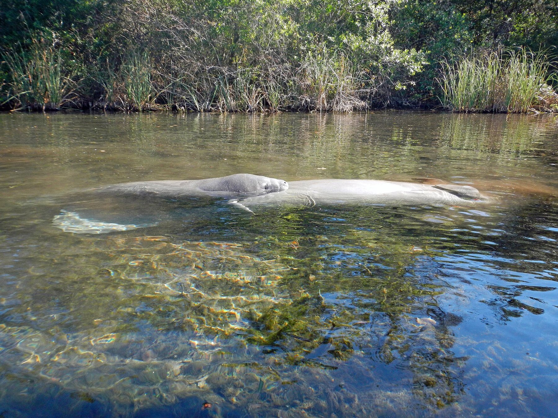 Manatee swimming in the Weeki Wachee River